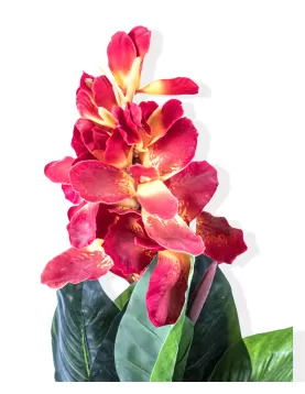 CANNA RED  (Artificial) - HEIGHT 80CM